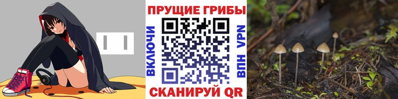 дарнет шоп  Гаврилов Посад  Галлюциногенные грибы Psilocybine cubensis 